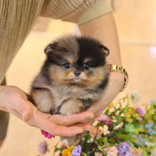 Pomeranian - Cookie (Female) $2800