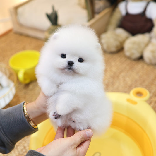 Pomeranian - Ara (Female) $2800