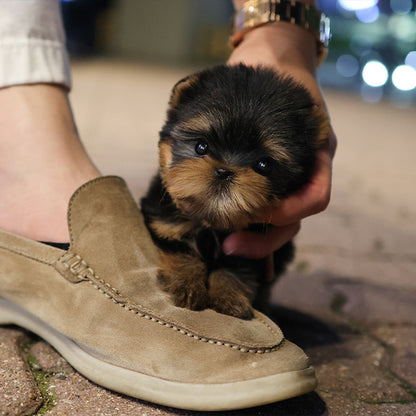 Yorkshire Terrier - Kiru (Male)