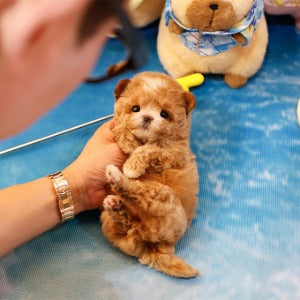 Maltipoo - Gorani (Male)