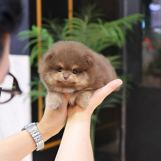 Pomeranian - Bamyi (Male)