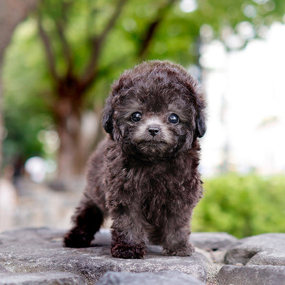 Poodle - Moon (Female)