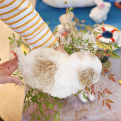 Poochon - Somyi (Male)