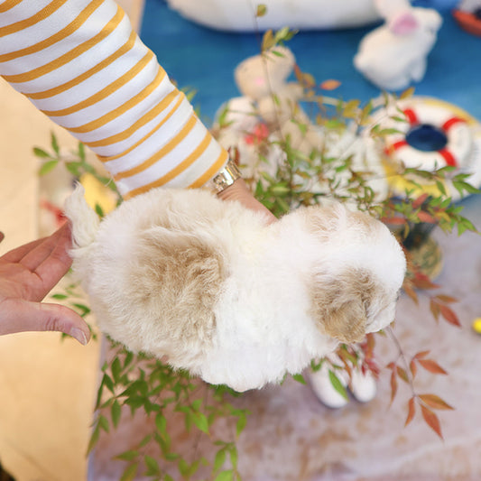 Poochon - Somyi (Male)
