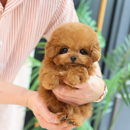 Poodle - Hermes (Female)