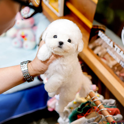 Bichon Frise - Chyuu (Female)