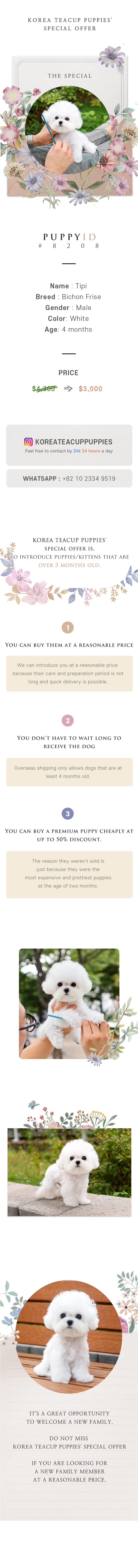 Bichon Frise - Tipi (Male)