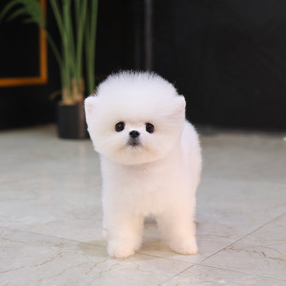 Pomeranian - Chappo (Male)