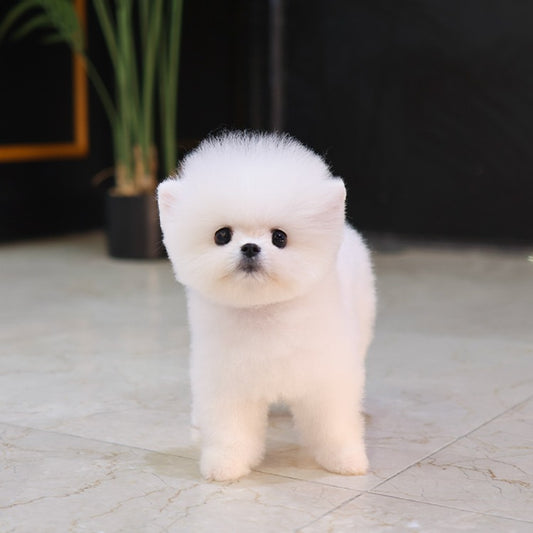 Pomeranian - Chappo (Male) $3200