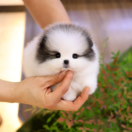 Pomeranian - Chito (Male)