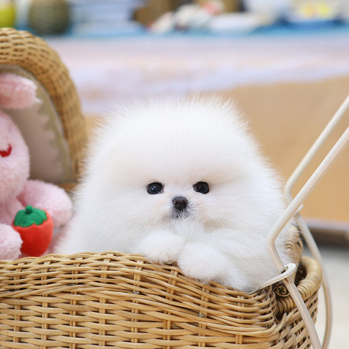 Pomeranian - Mojji (Male)
