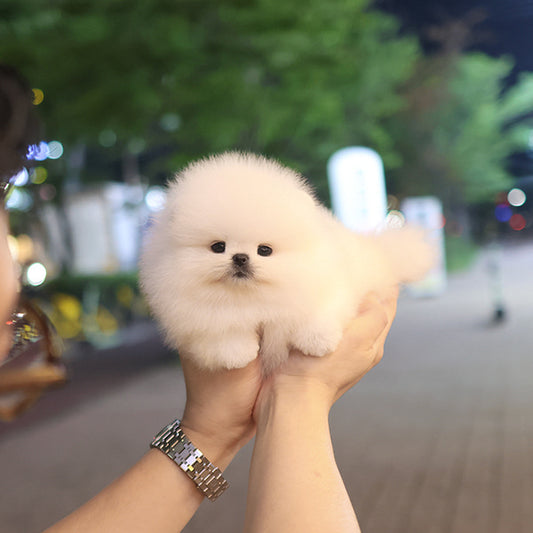 Pomeranian - Aegi (Female)