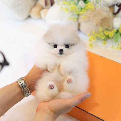 Pomeranian - Popo (Female)