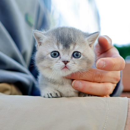 Munchkin - Sinamo (Female)