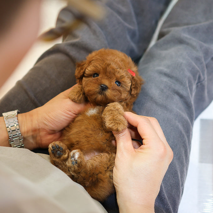 Poodle - Soy (Female)