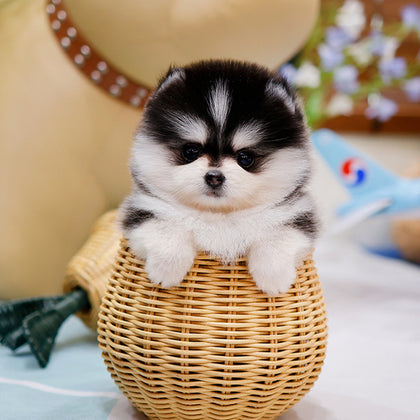 Pomsky - Dinggo (Female)