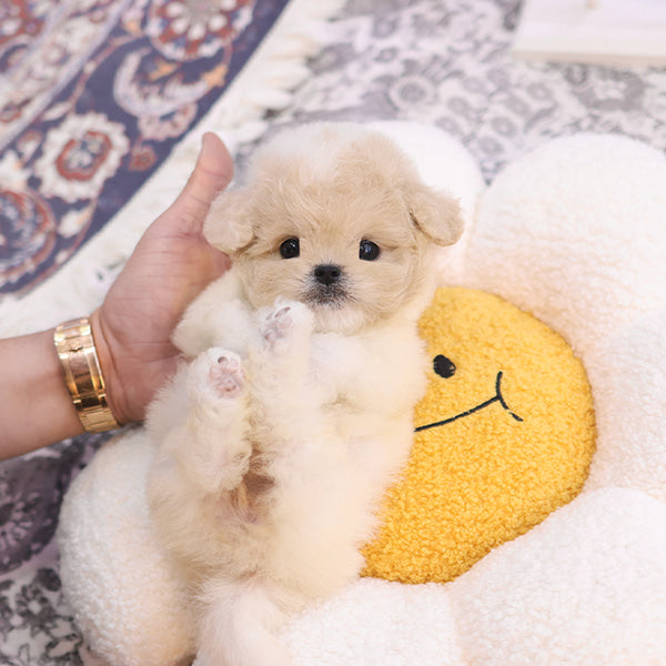 Maltipoo - Yugwa (Female)