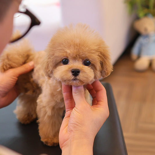 Maltipoo - Ppoppi (Female)