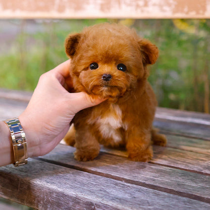 Poodle - Obong (Male)