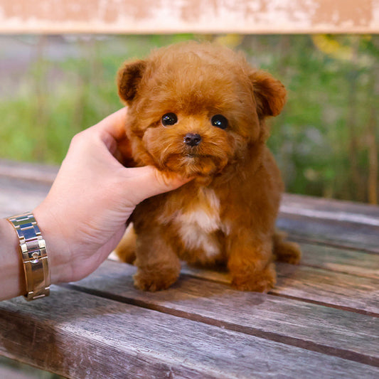 Poodle - Obong (Male)