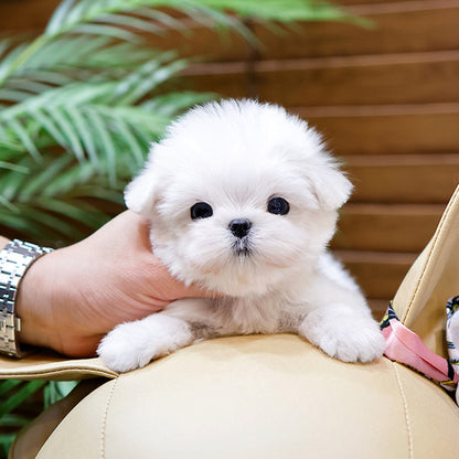 Maltese - Seuta (Male)