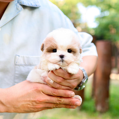 Maltipoo - Muni (Male)
