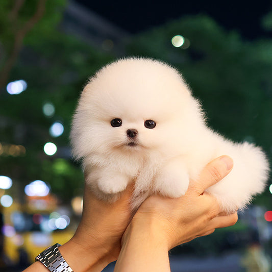Pomeranian - Deurim (Male)