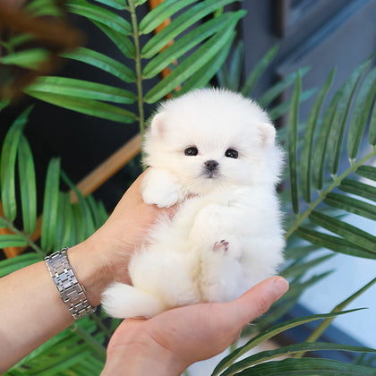 Maltese - Kobi (Male)