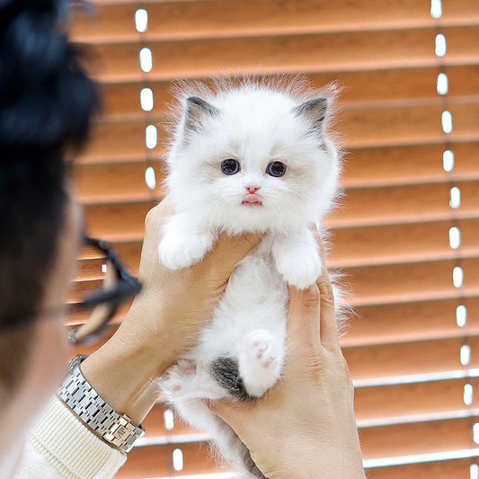 Ragdoll - Dore (Male)