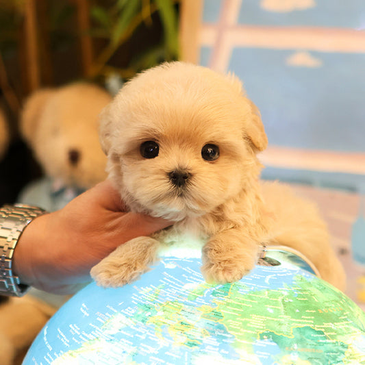 Maltipoo - Dindin (Female)