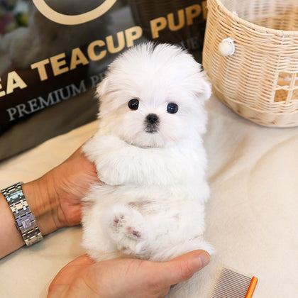 Maltese - Chijeu (Female) $4000