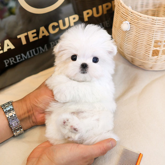 Maltese - Chijeu (Female)