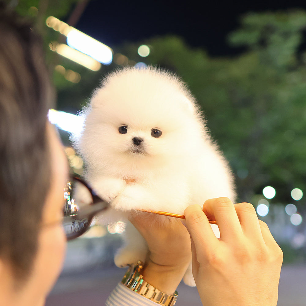 Pomeranian - Popcorn (Female) $5000