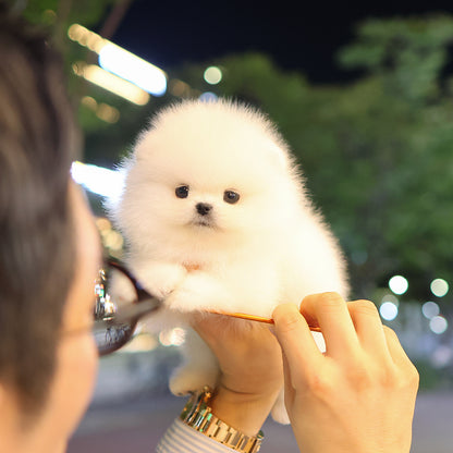 Pomeranian - Popcorn (Female) $5000