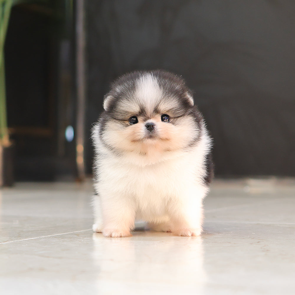 Pomeranian - Loki (Male) $3500