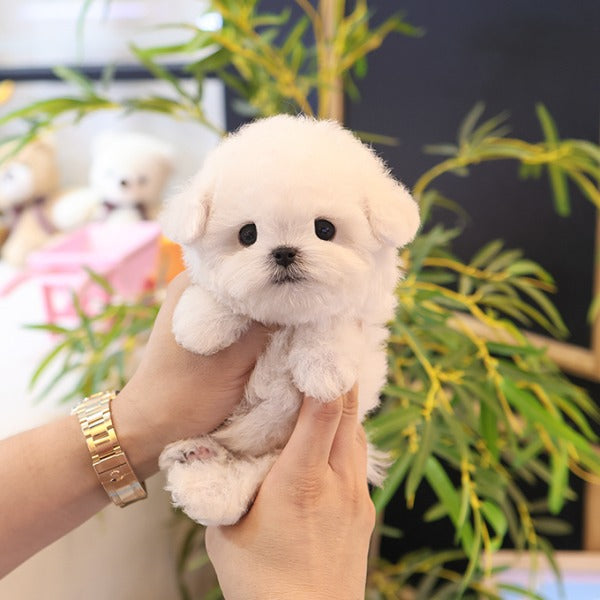 Bichon Frise - Chongchong (Male)