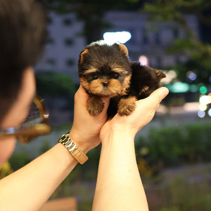 Yorkshire Terrier - Kiru (Male)