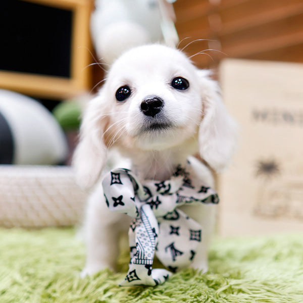 Dachshund - Ribon (Male)