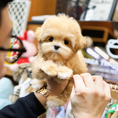 Maltipoo - Yaho (Male)
