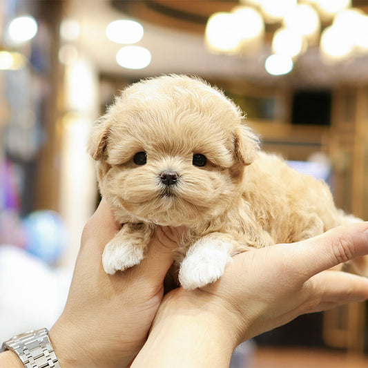 Maltipoo - Arong (Female)