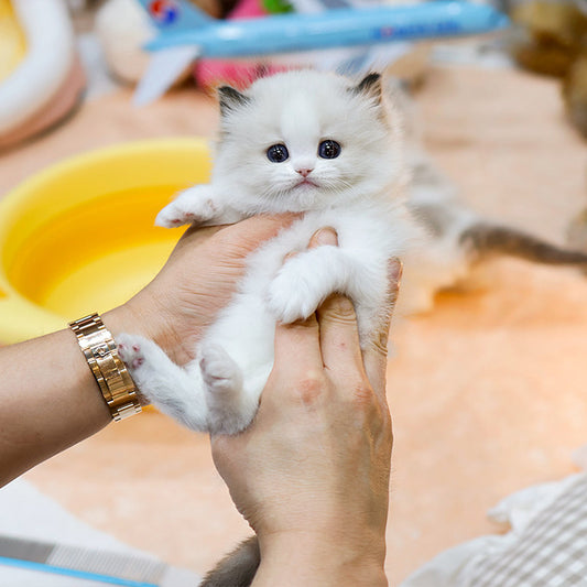 Ragdoll - Yangmal (Male)