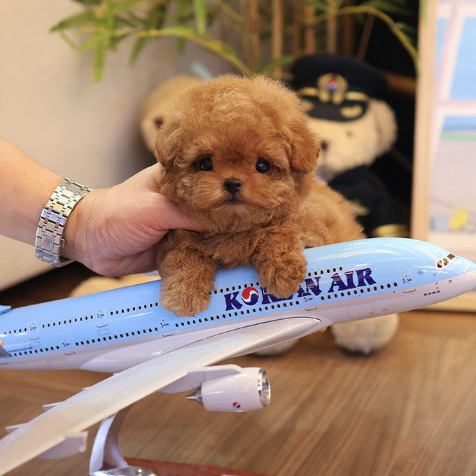 Poodle - Among (Male)