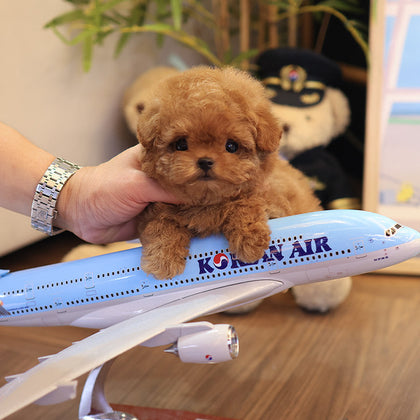 Poodle - Among (Male)