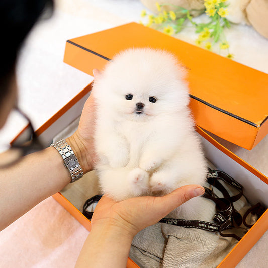Pomeranian - Ppimppi (Female)