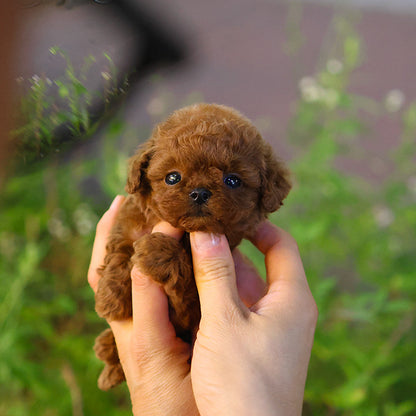 Poodle - Miya (Male)