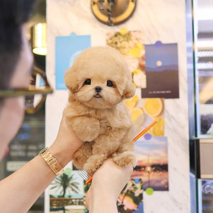 Poodle - Peurim (Male)