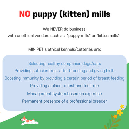 Pomeranian - Moji (Male) $2200