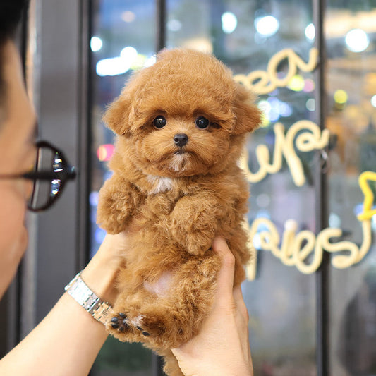 Poodle - Banana (Male)