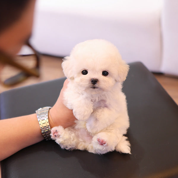 Bichonfrise - Puri (Male)
