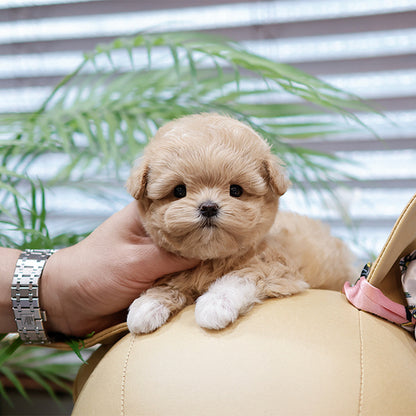 Maltipoo - Arong (Female)
